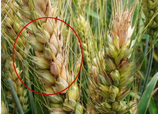 食品中真菌毒素的檢測方法有哪些？