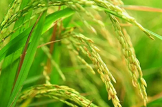 糧食重金屬檢測儀多少錢一臺？