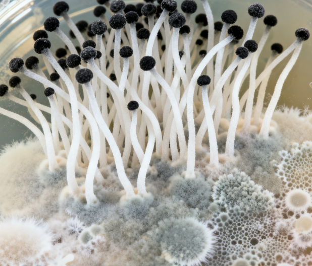 飼料原料冬季儲存風(fēng)險升級，熒光定量真菌毒素檢測儀功能顯優(yōu)勢