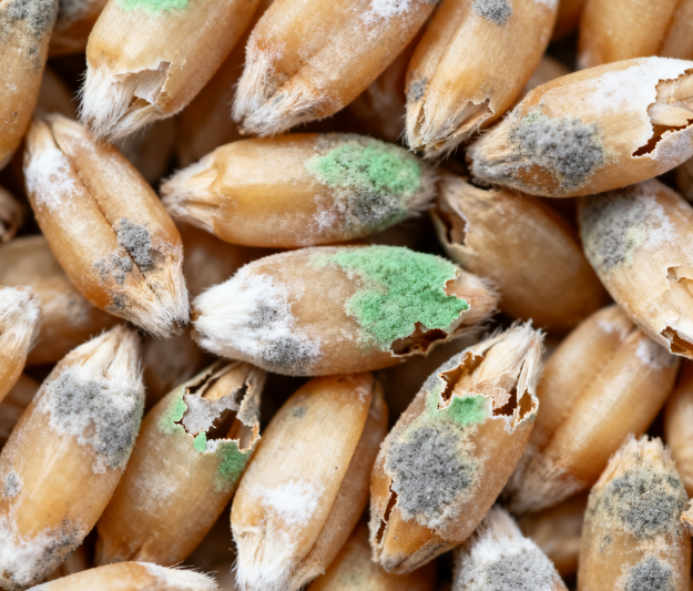 高校實(shí)驗(yàn)室用：LD-LZ1真菌毒素檢測(cè)儀，熒光定量技術(shù)適配教學(xué)科研